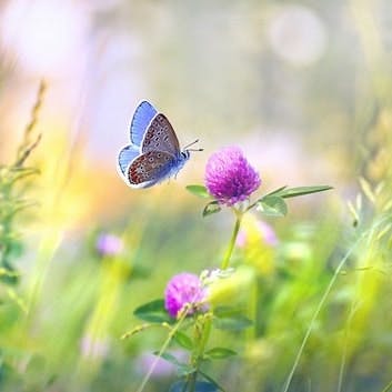 mimichi（ライター）