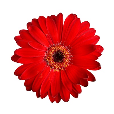 ガーベラの花言葉が素敵 フラワーギフトで失敗しない選び方 Rolmy