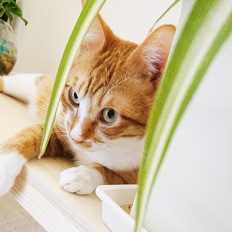 田んぼ（ライター）