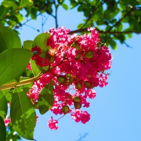 百日紅(ライター)