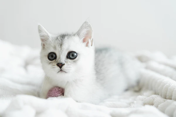 幸運を運んでくれる招き猫ネームはこれ 猫の姓名判断を徹底解説 Rolmy 幸運を運んでくれる招き猫ネームはこれ 猫の姓名判断を徹底解説 Rolmy