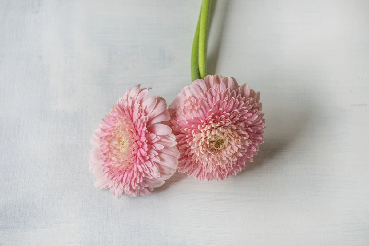 花言葉 自由 自分らしく 希望など 前向き になる花言葉まとめ Rolmy 花言葉 自由 自分らしく 希望など 前向き になる花言葉まとめ Rolmy