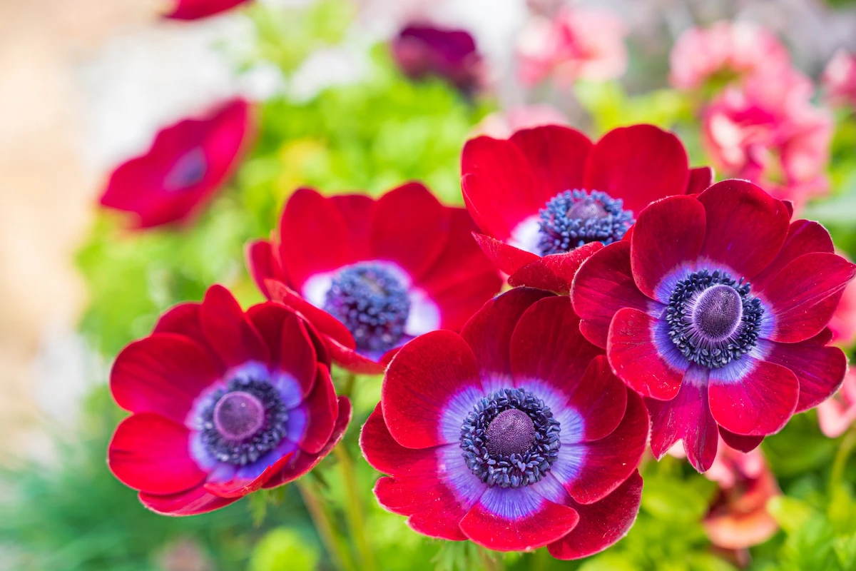 花言葉が 助けて の花は何の花 怖くて面白い花言葉の世界 Rolmy