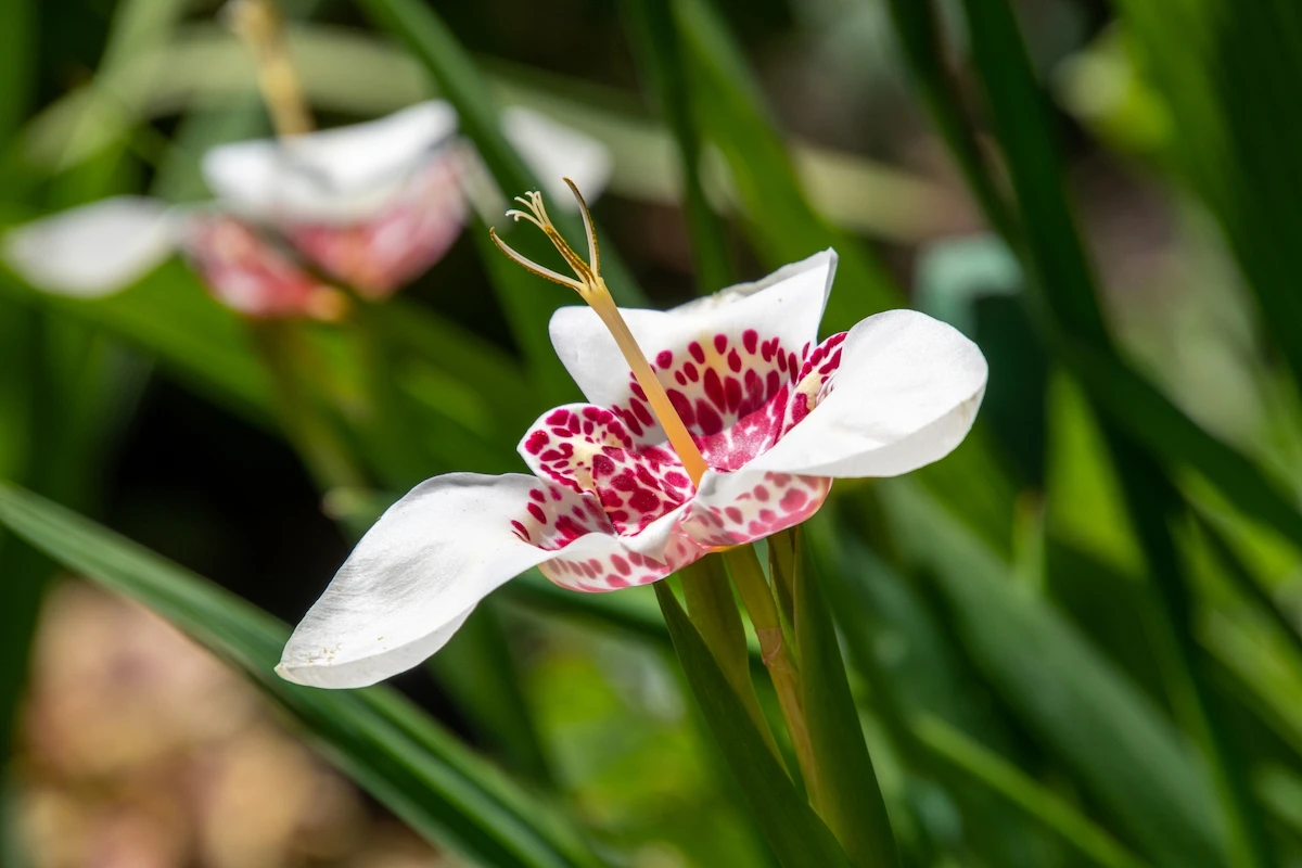 花言葉が 助けて の花は何の花 怖くて面白い花言葉の世界 Rolmy