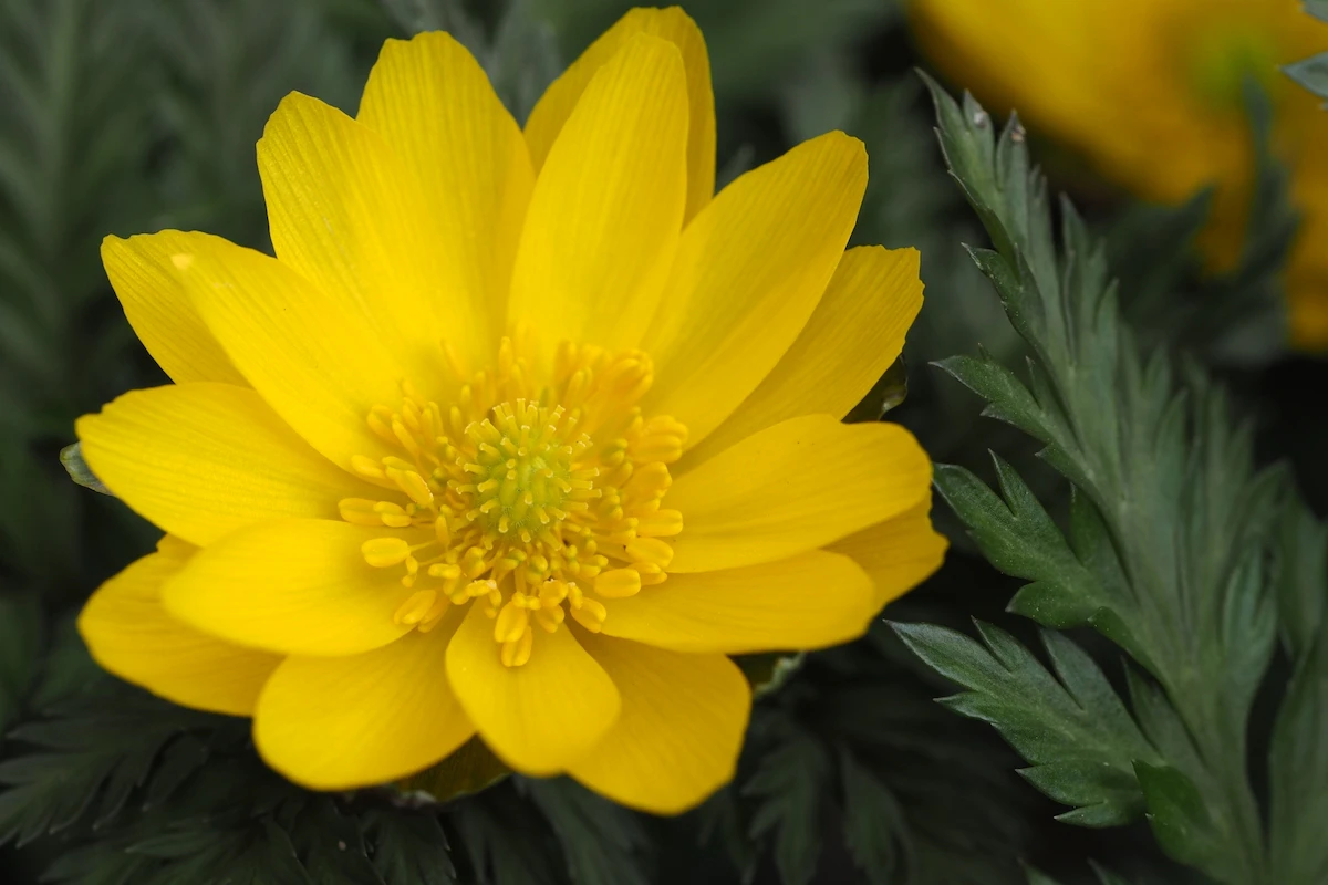 花言葉が 助けて の花は何の花 怖くて面白い花言葉の世界 Rolmy 花言葉が 助けて の花は何の花 怖くて面白い花言葉の世界 Rolmy