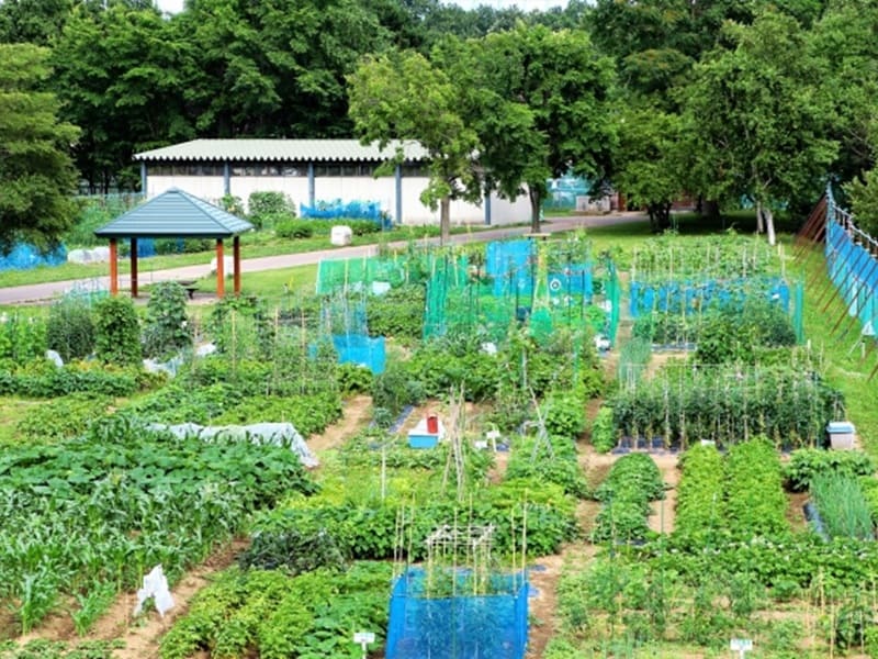 農業確定申告　家庭菜園や自家消費のみでも確定申告は必要？