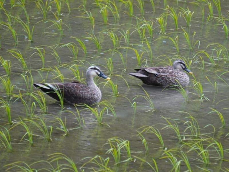 有機JAS認証　有機農産物の認証取得の手順や費用について