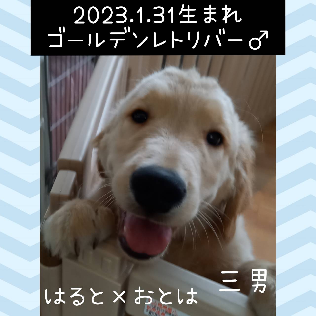 はると×おとはの子　三男くん♂
