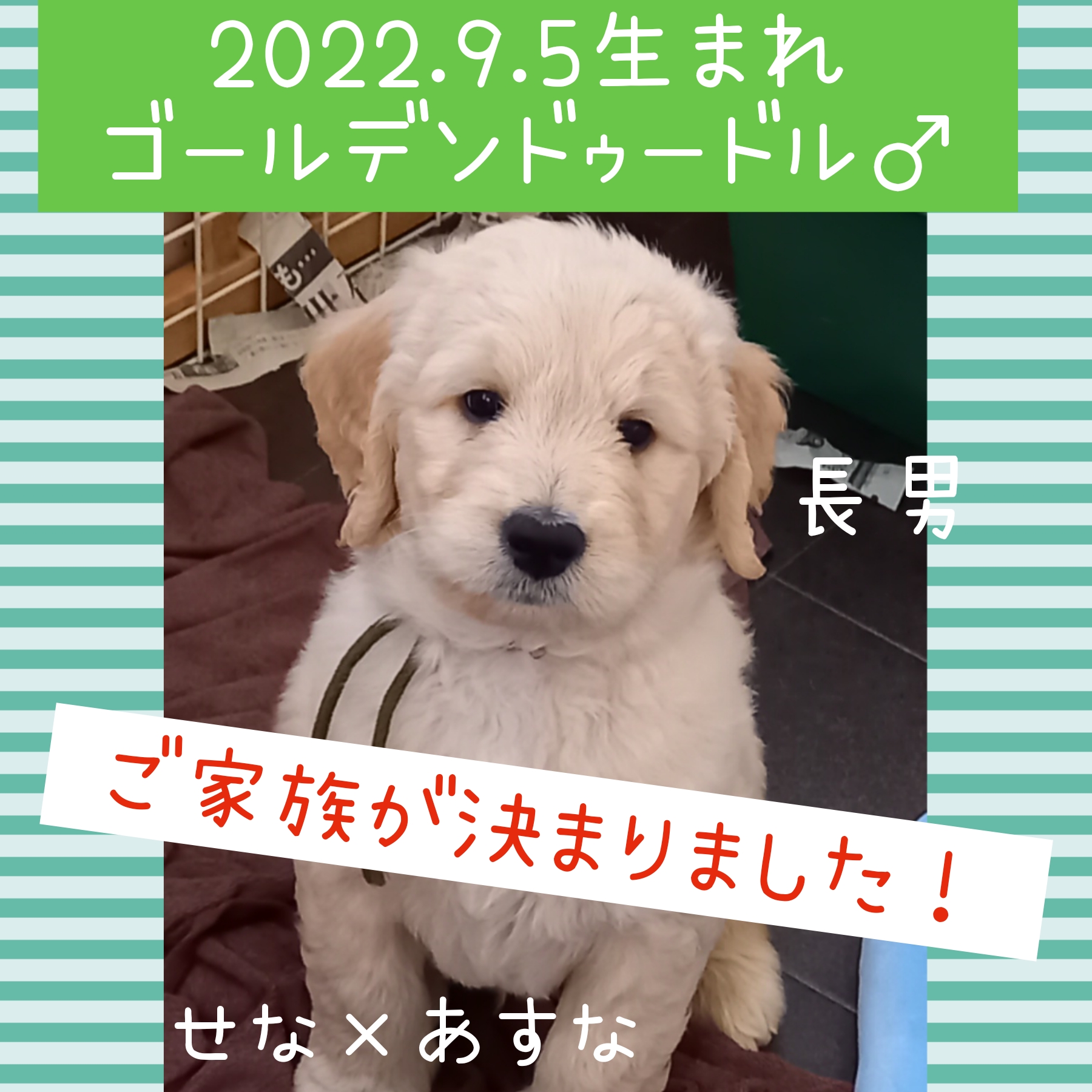 今注目を集めているゴールデンドゥードルをご紹介 Shonan Doodle 湘南ドゥードル