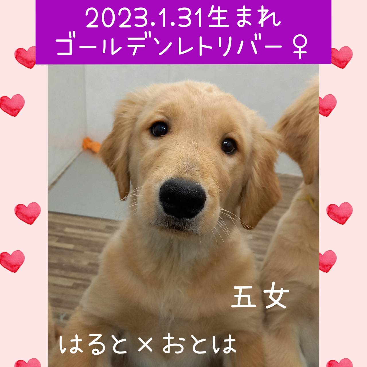 はると×おとはの子　五女ちゃん♀