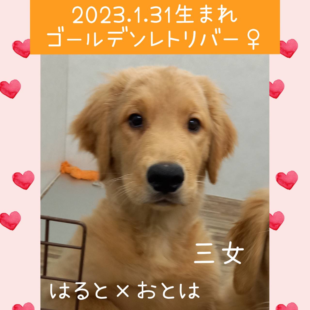 はると×おとはの子　三女ちゃん♀