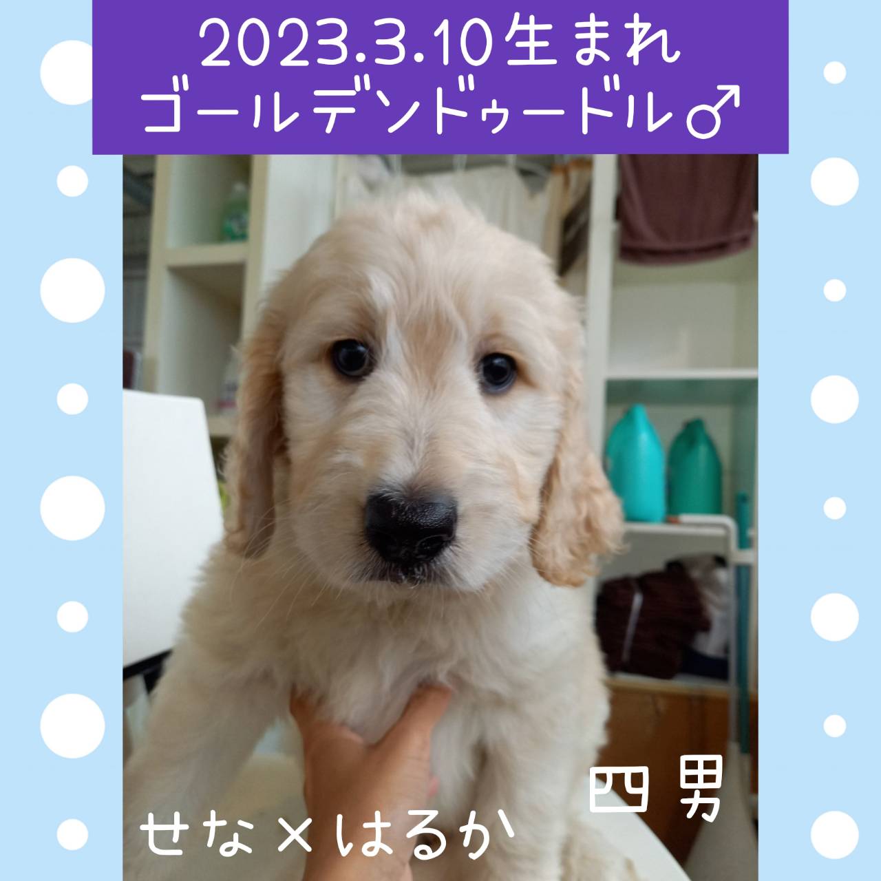 せな×はるかの子　四男くん♂