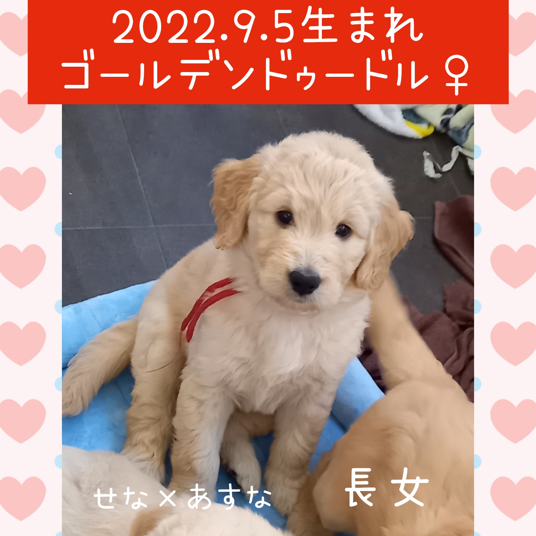 今注目を集めているゴールデンドゥードルをご紹介 Shonan Doodle 湘南ドゥードル