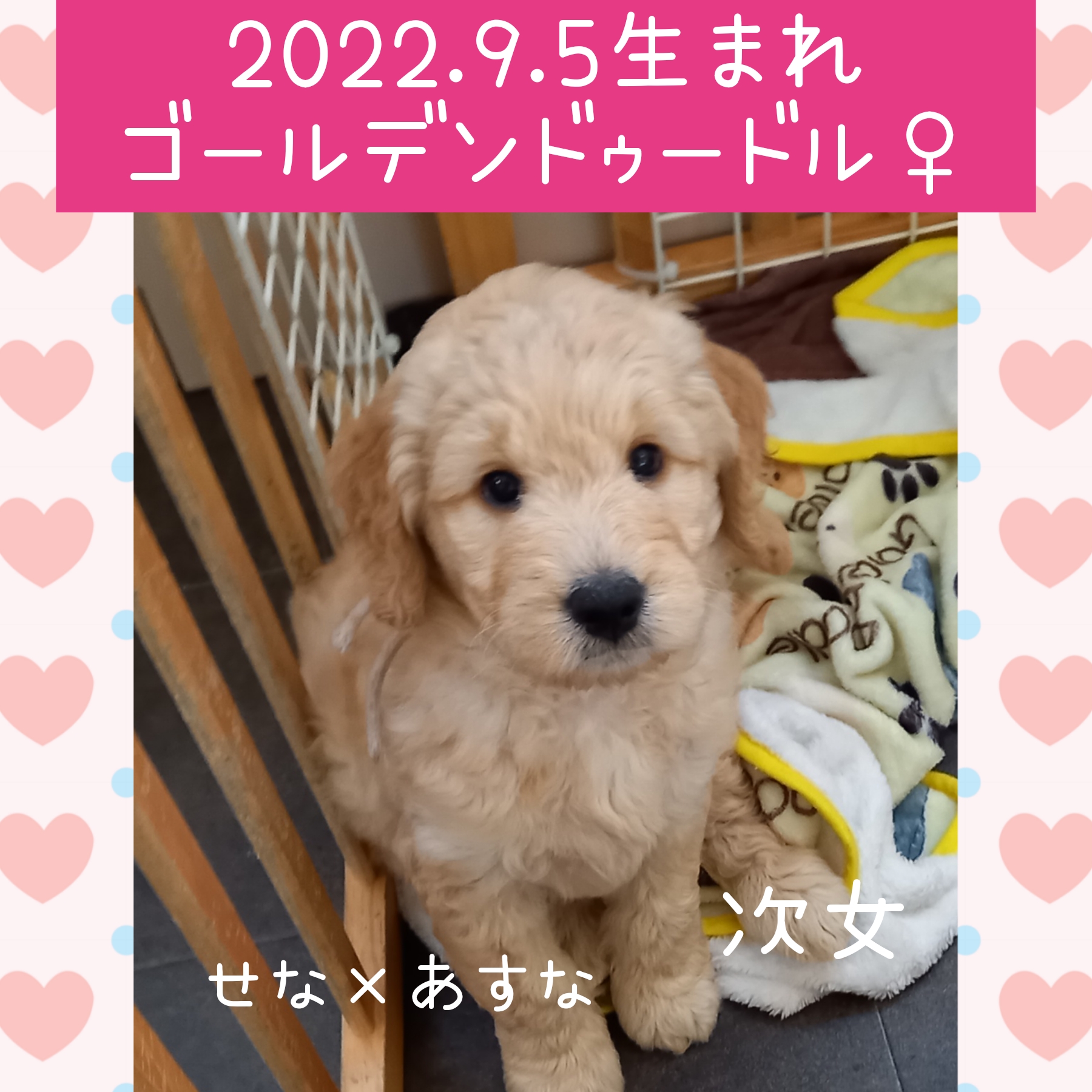 今注目を集めているゴールデンドゥードルをご紹介 Shonan Doodle 湘南ドゥードル