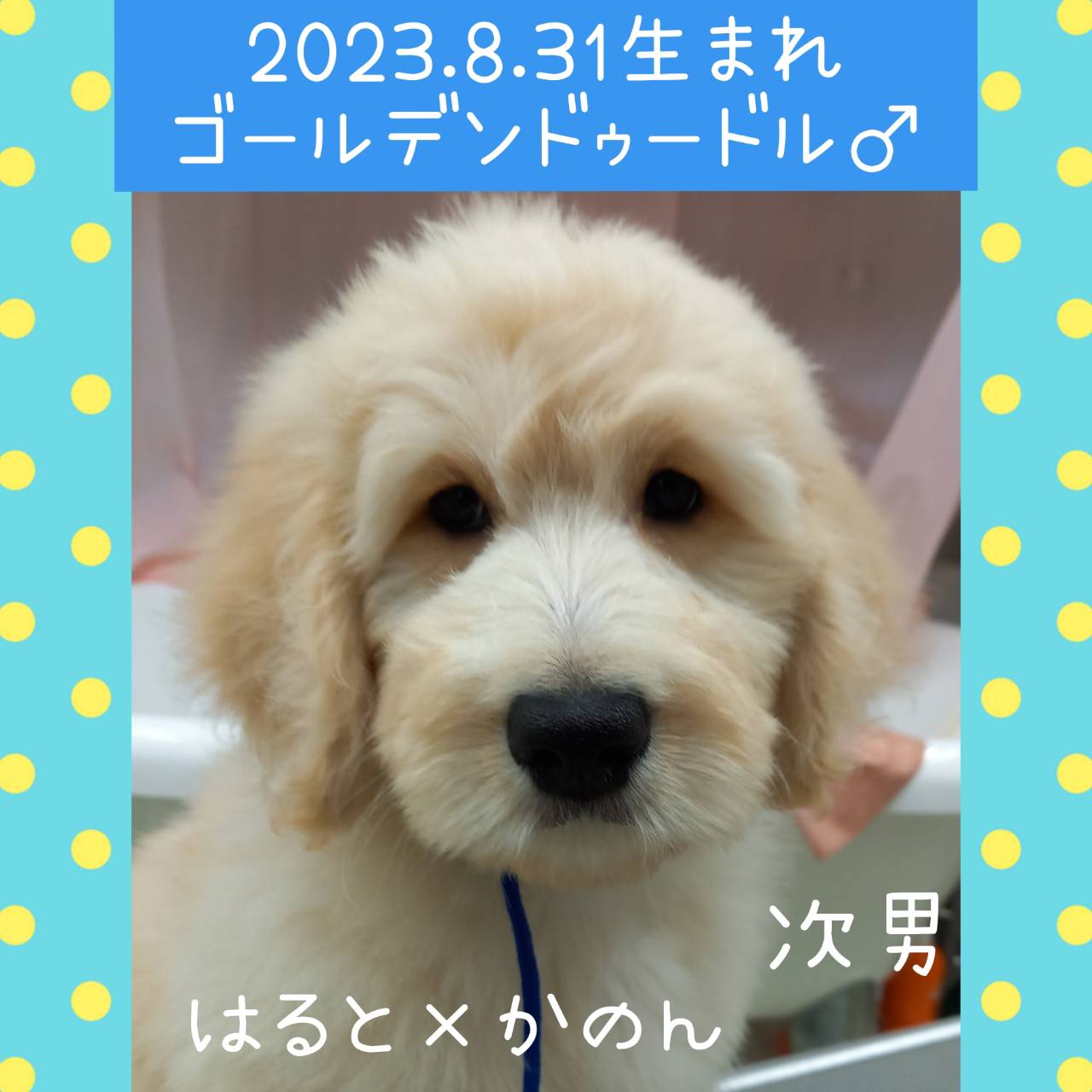 はると×かのんの子　次男くん♂