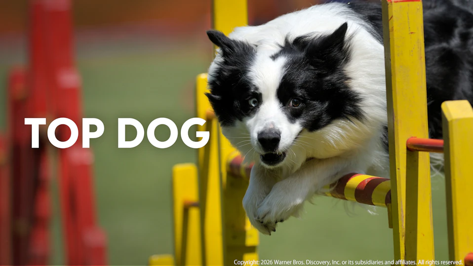 トップドッグ 最強わんこ決定戦 シーズン2