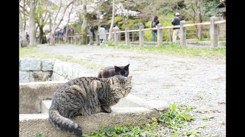 旅猫ロマン