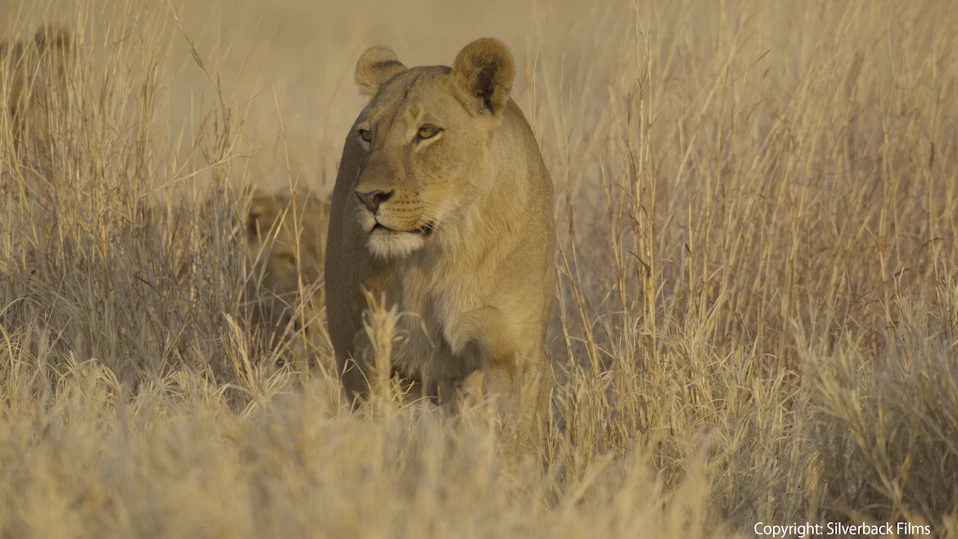 命の継承者～野生の子育て戦略～