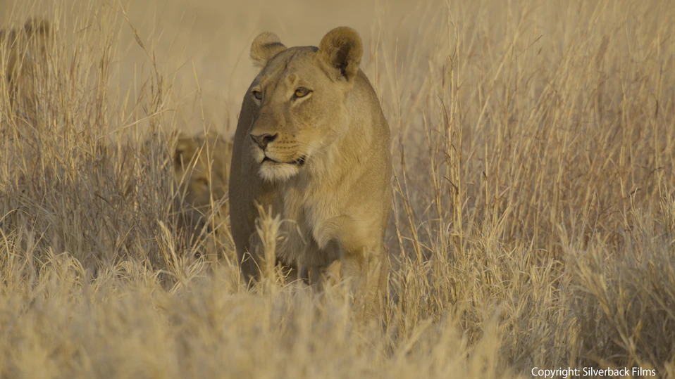 命の継承者~野生の子育て戦略~