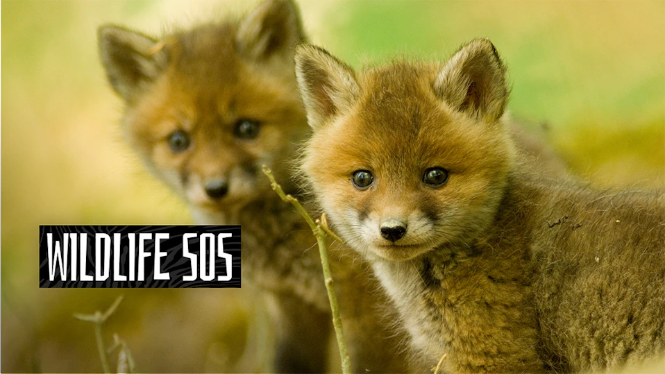 野生動物SOS!