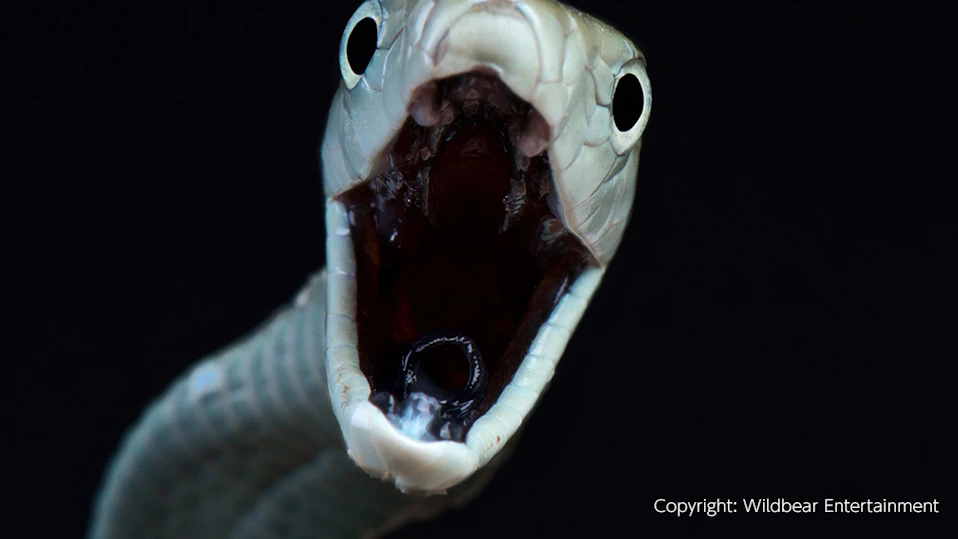 危険生物カウントダウン