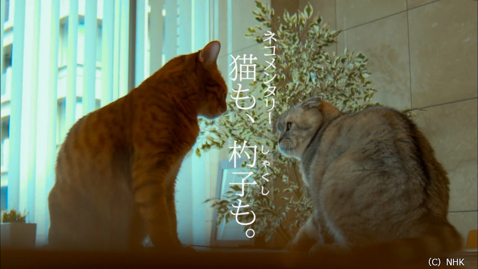 ネコメンタリー 猫も、杓子(しゃくし)も。