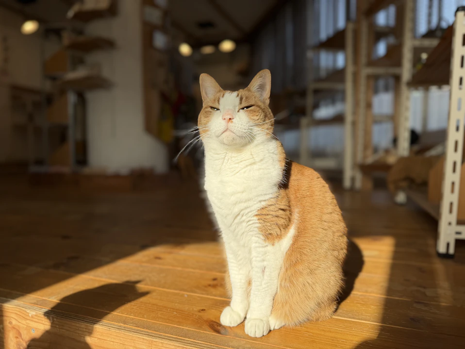 新・旅猫ロマン