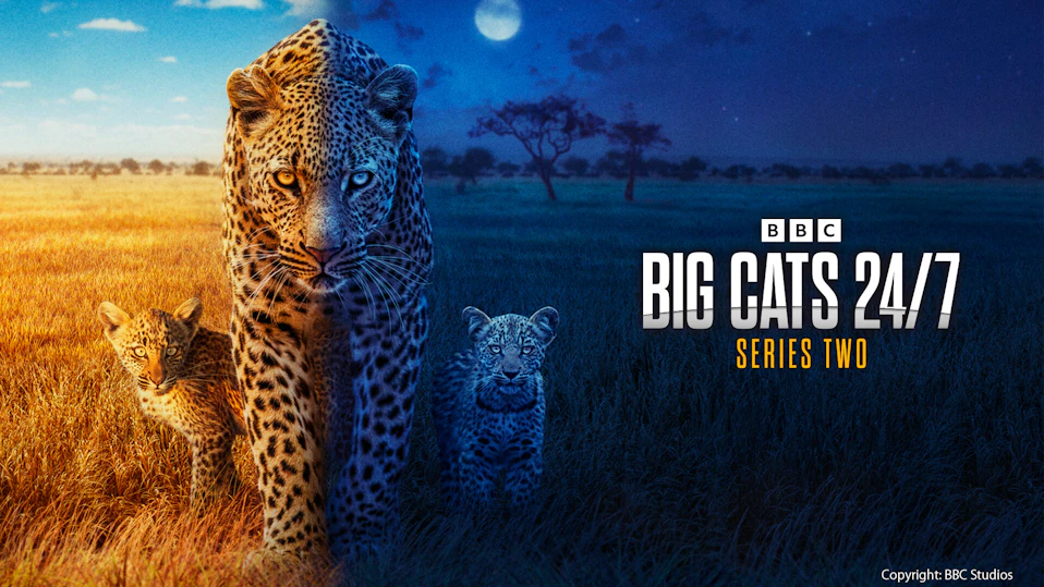 BBC超大作 ビッグキャット24時 シーズン2