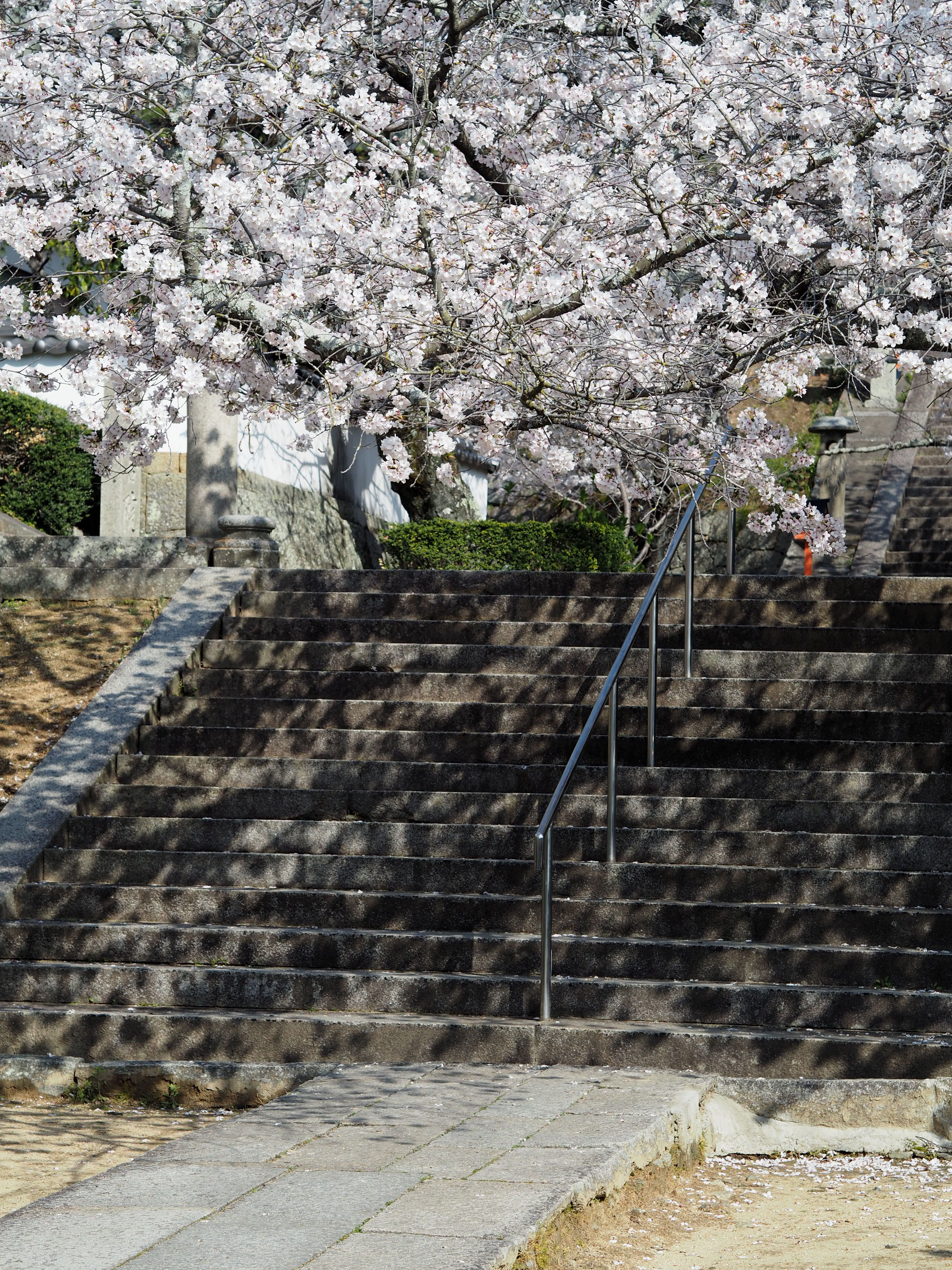 桜舞う西國寺