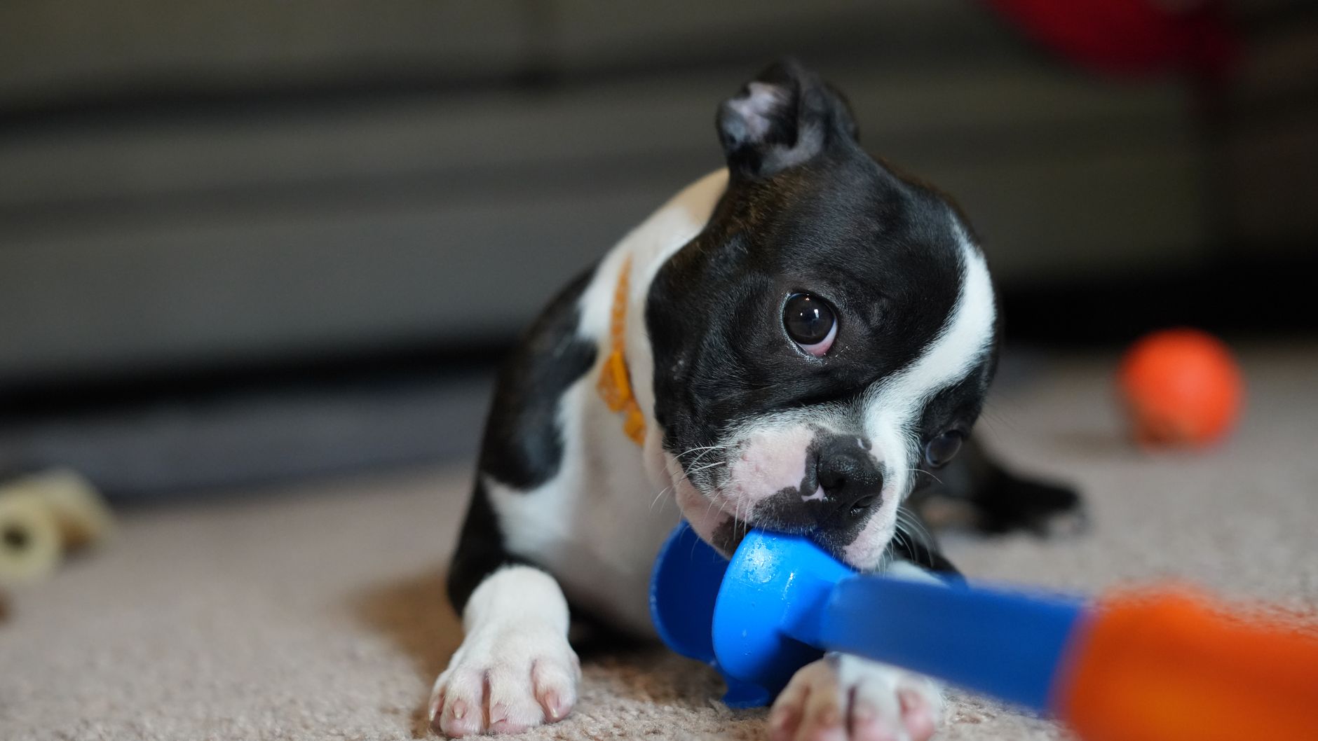 犬のトイレトレーニングがうまくいかない時、最初に見直すこと。のメイン画像