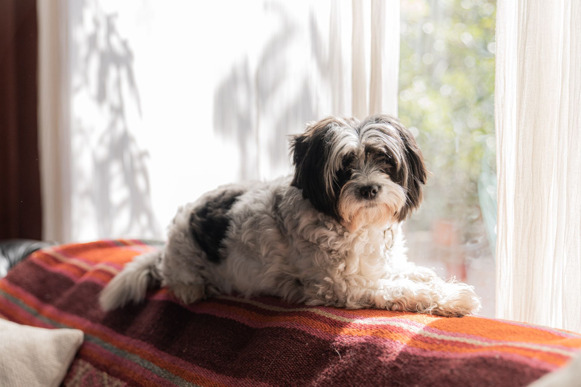 子犬の留守番を始める前の小さな練習。のメイン画像