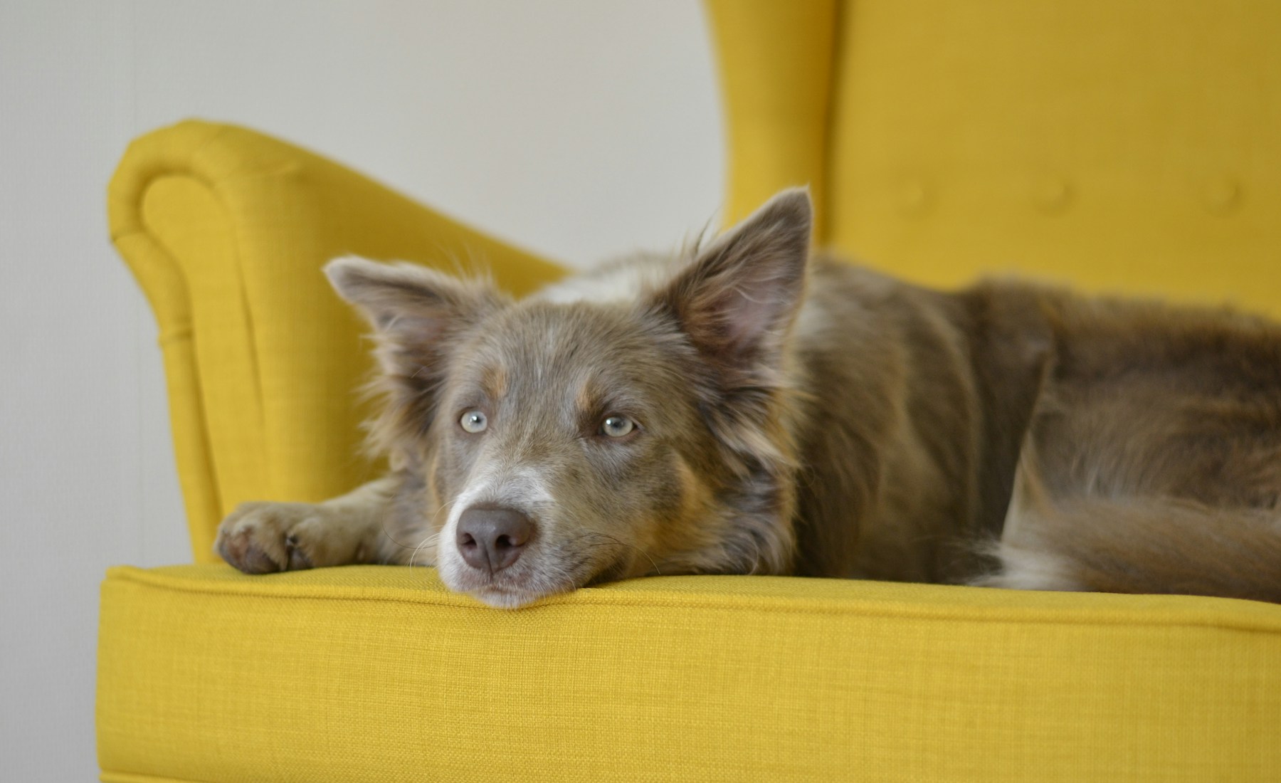 犬の血尿に気づいた時、すぐ見ること。のメイン画像