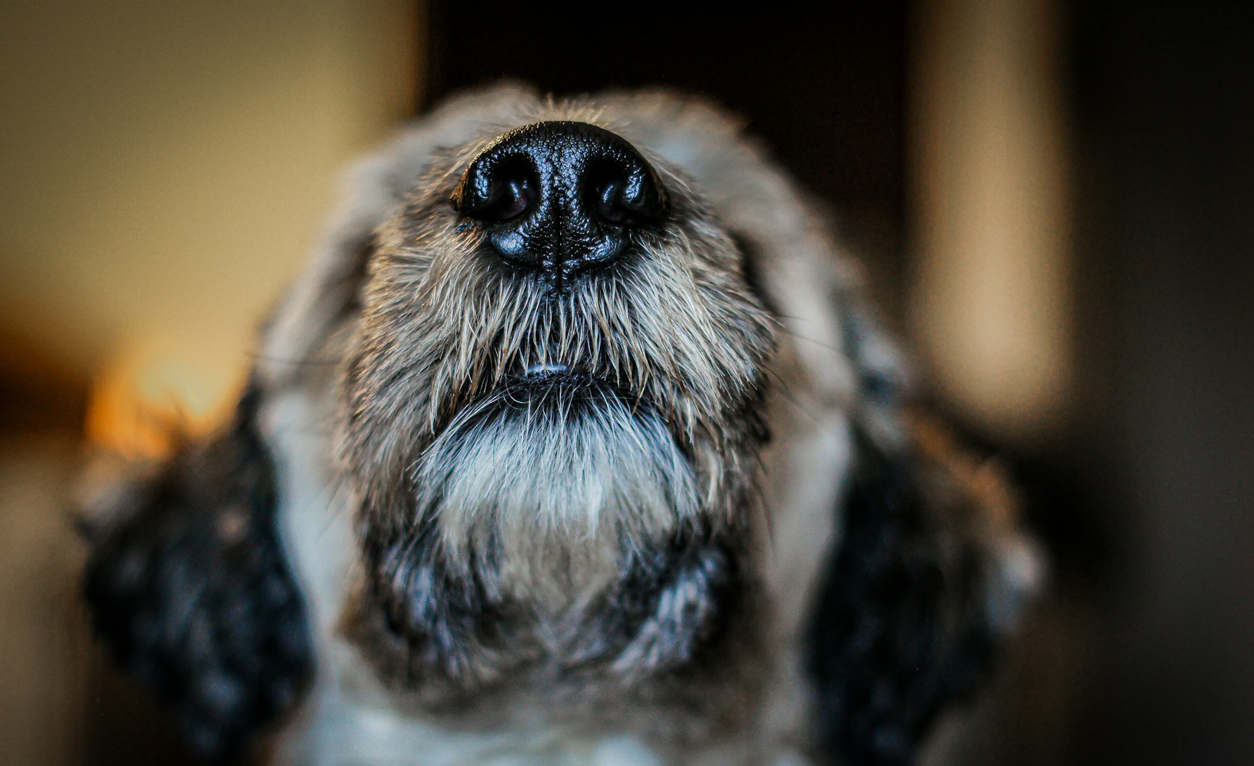 犬の毛が抜ける時、換毛期だけで決めない。のメイン画像