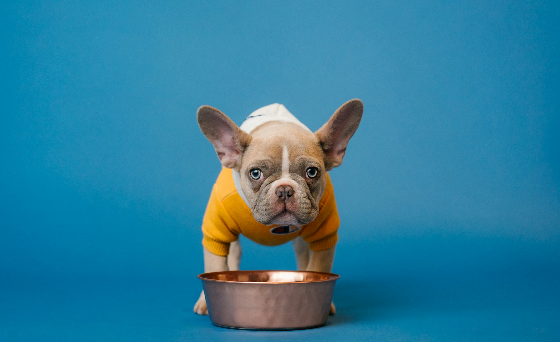 犬が草を食べる時、止める前に見ること。のメイン画像