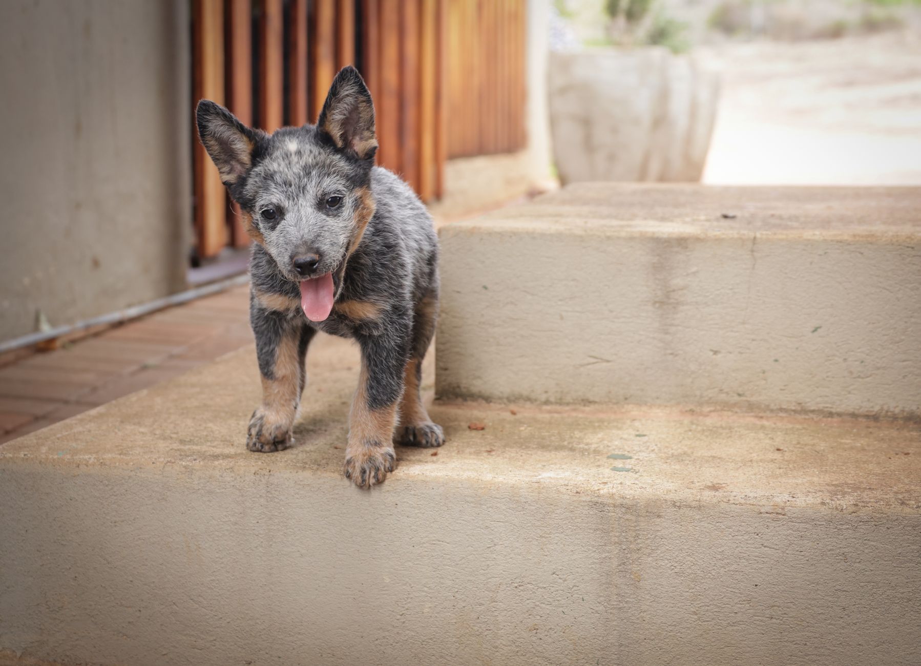 犬がトイレを覚えたのに失敗する時、まず見ること。のメイン画像