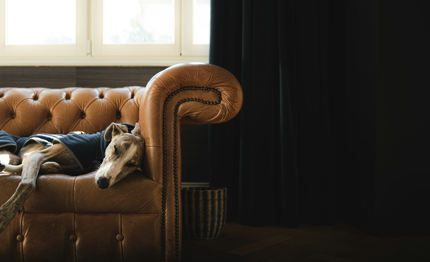 犬の便に血が混じる時の相談目安。のメイン画像
