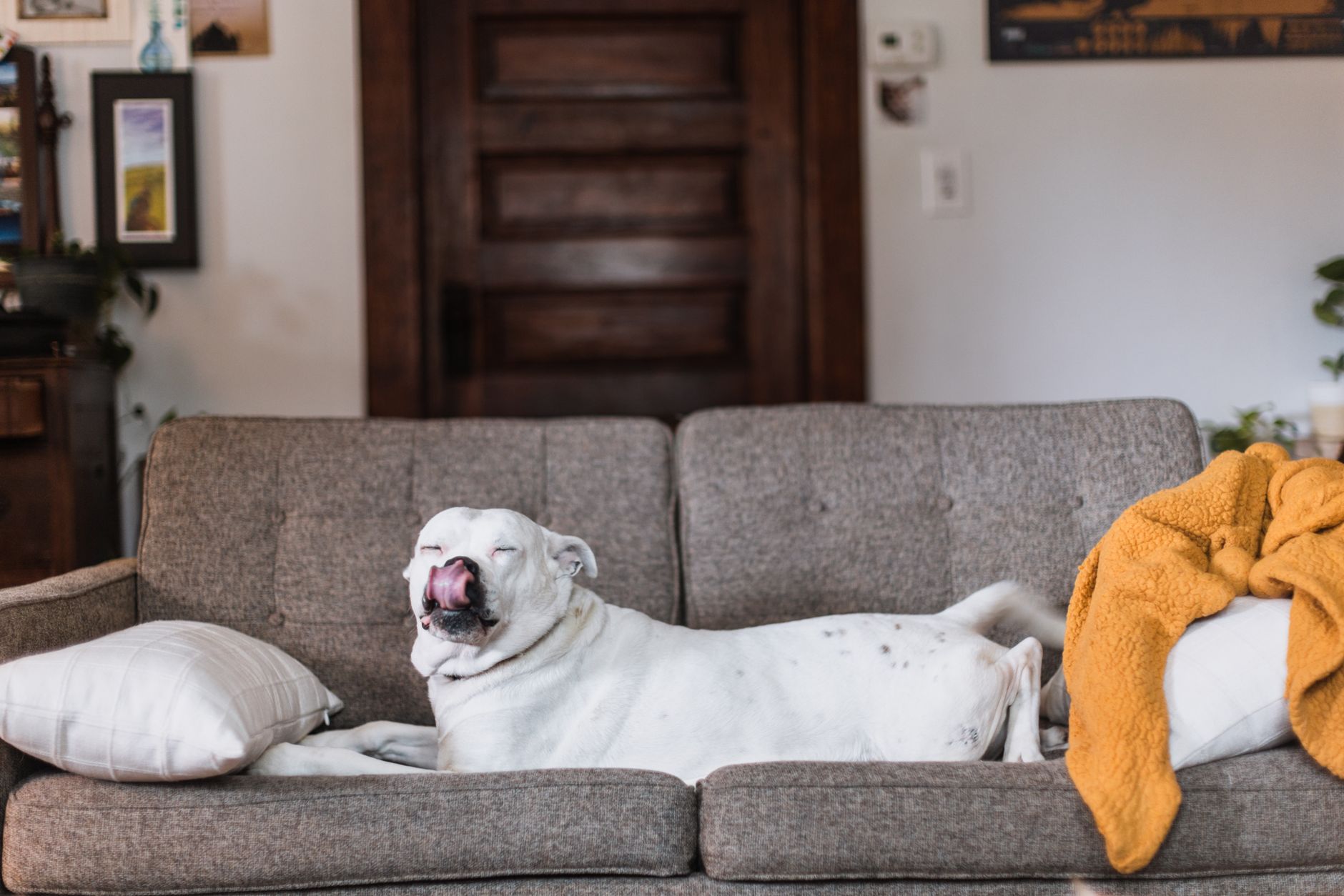 犬が食後に吐く時、食べ方と体調を見る。のメイン画像