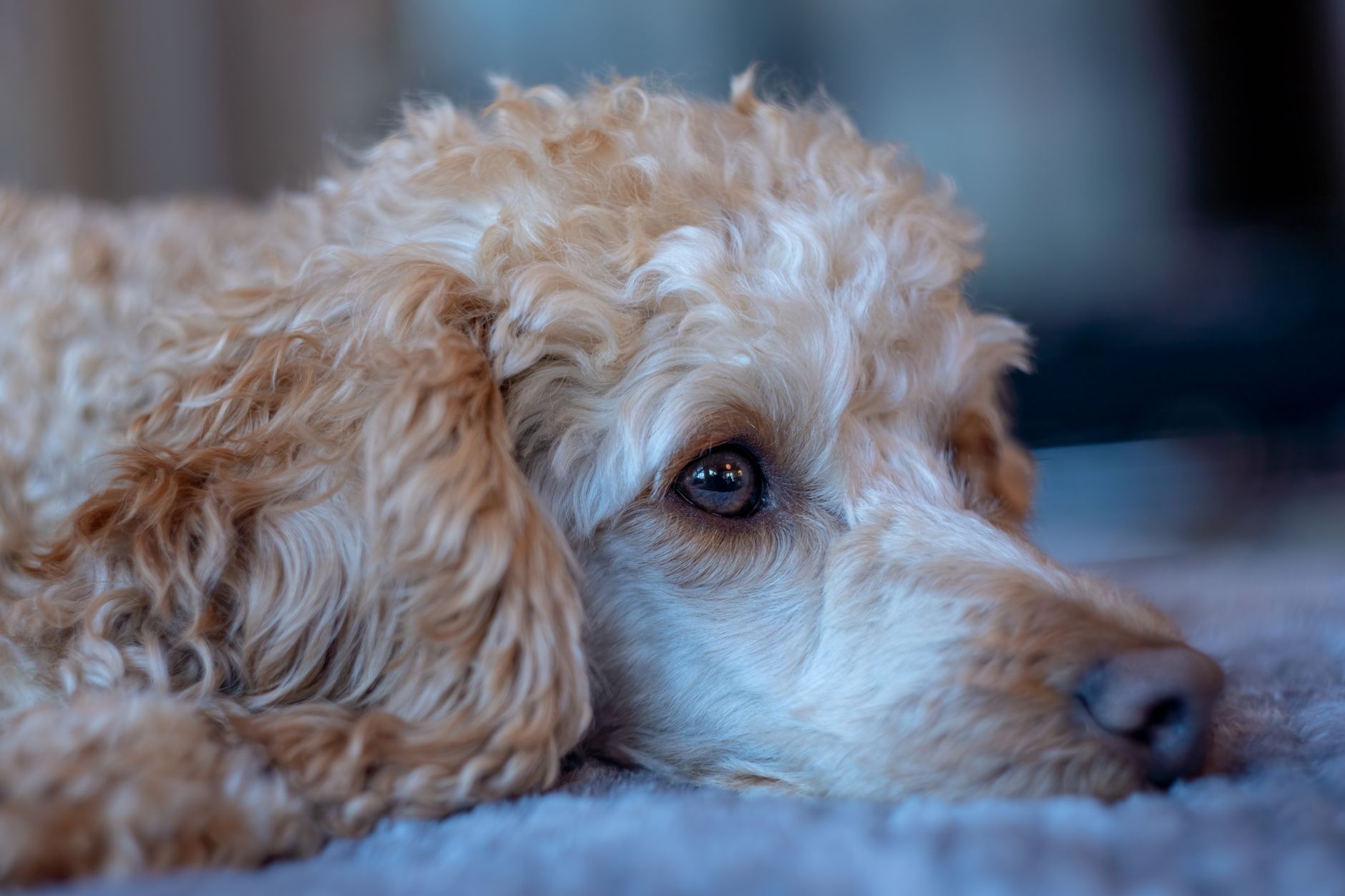 犬のお腹が鳴る時、食欲と便を見る。のメイン画像