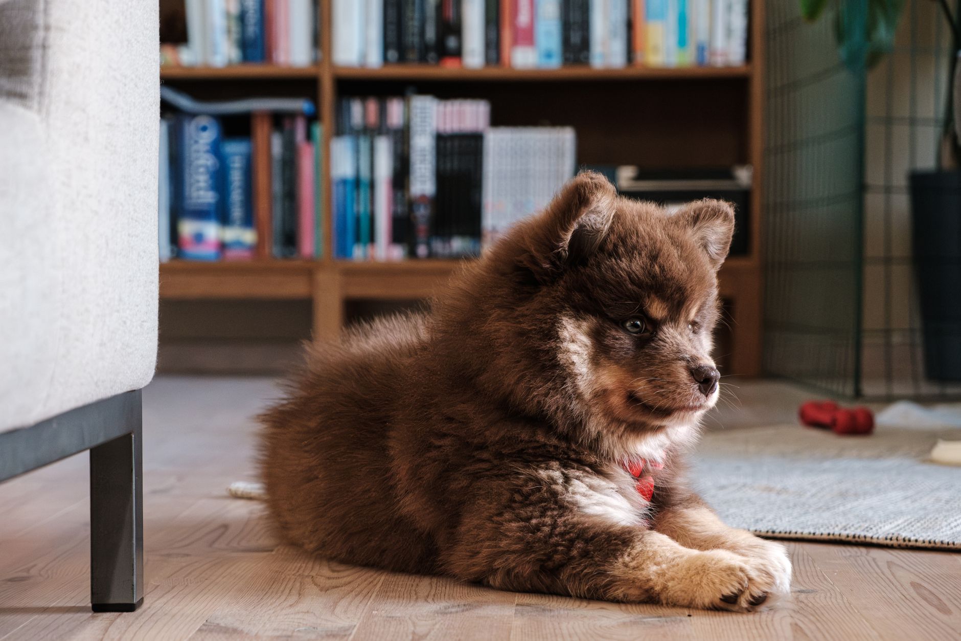 子犬がケージから出るとトイレ失敗する時に見ること。のメイン画像