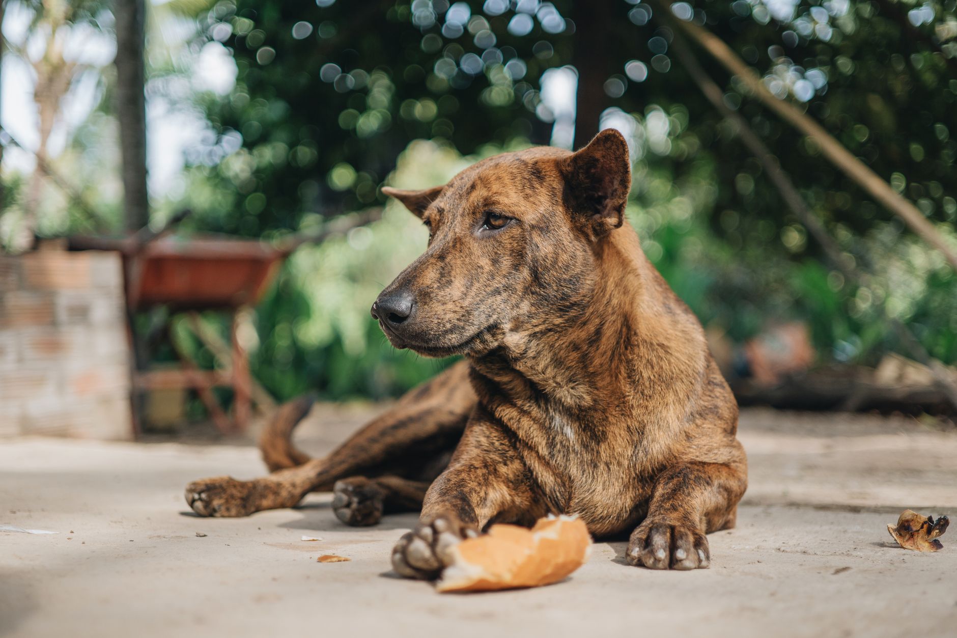 犬がご飯を食べない時、最初に見る順番。のメイン画像