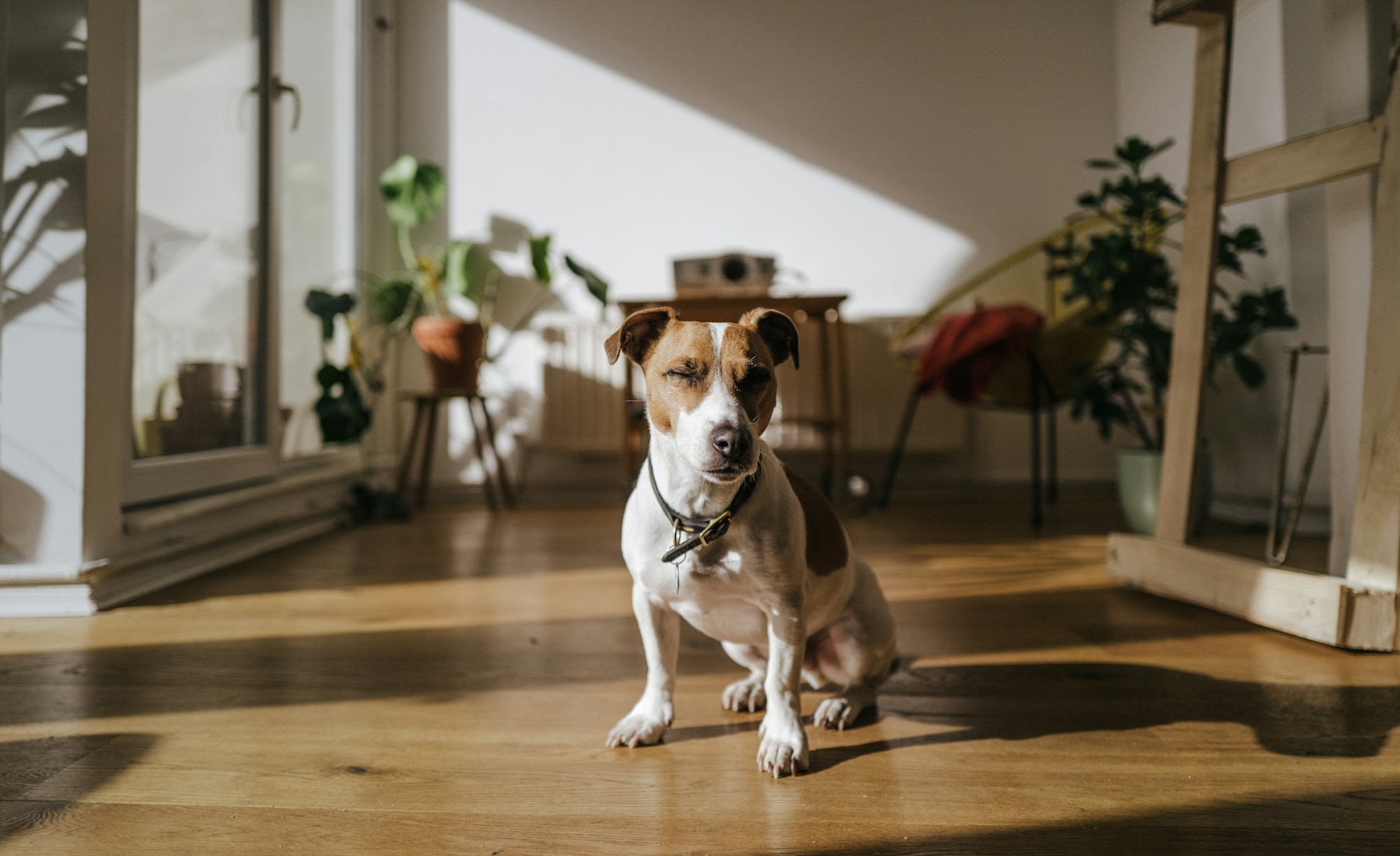 犬が手を噛む時、遊び方と終わり方を整える。のメイン画像