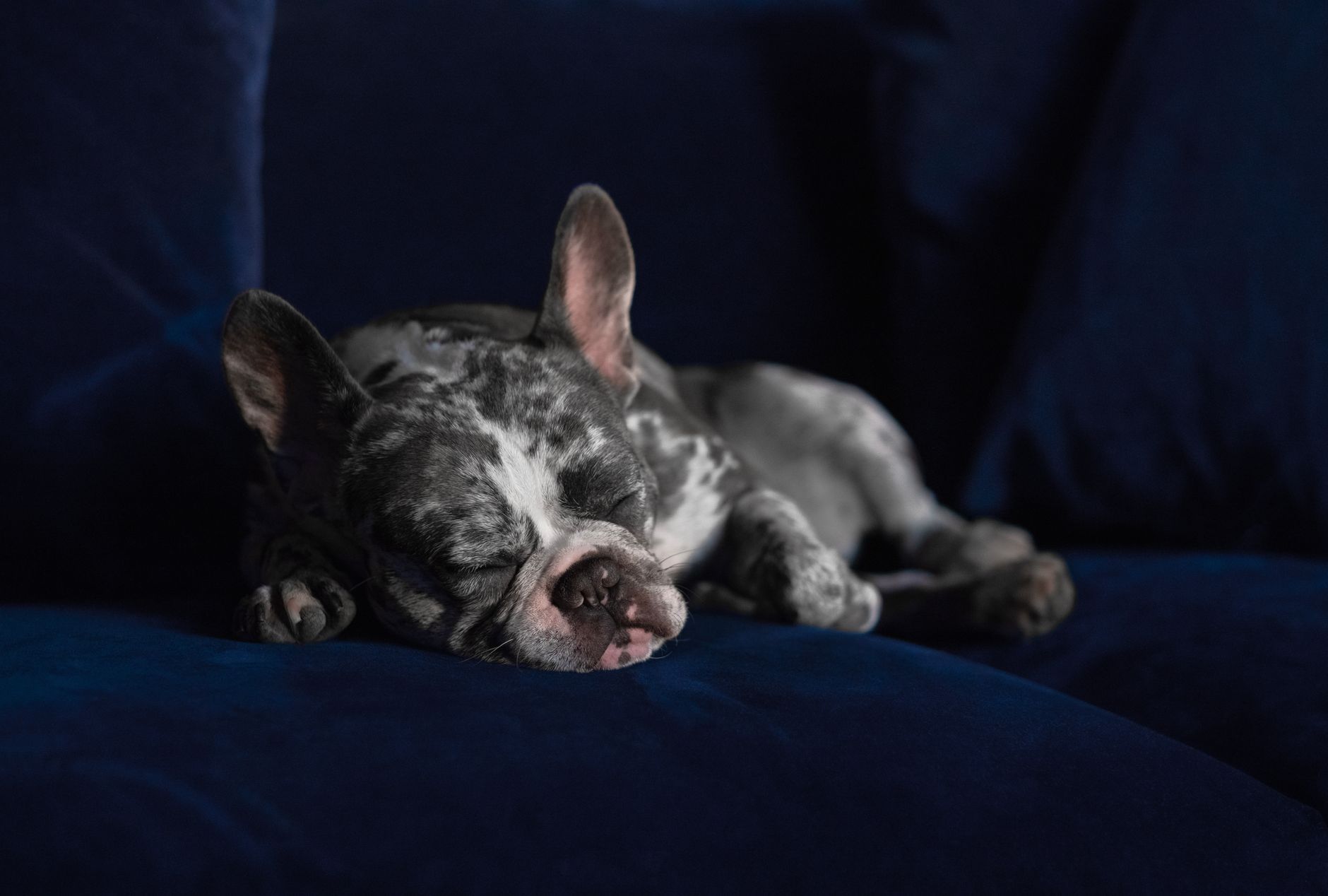 犬の甘噛みが夜に増える時、まず見ることのメイン画像