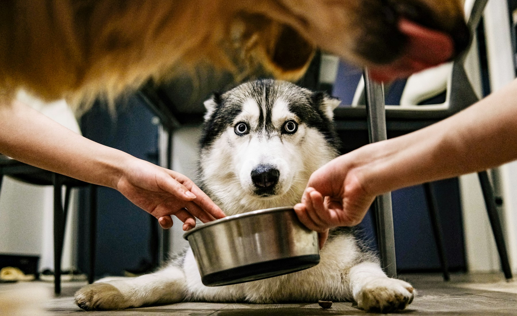 犬の口臭が気になる時、まず口の中と食べ方を見る。のメイン画像