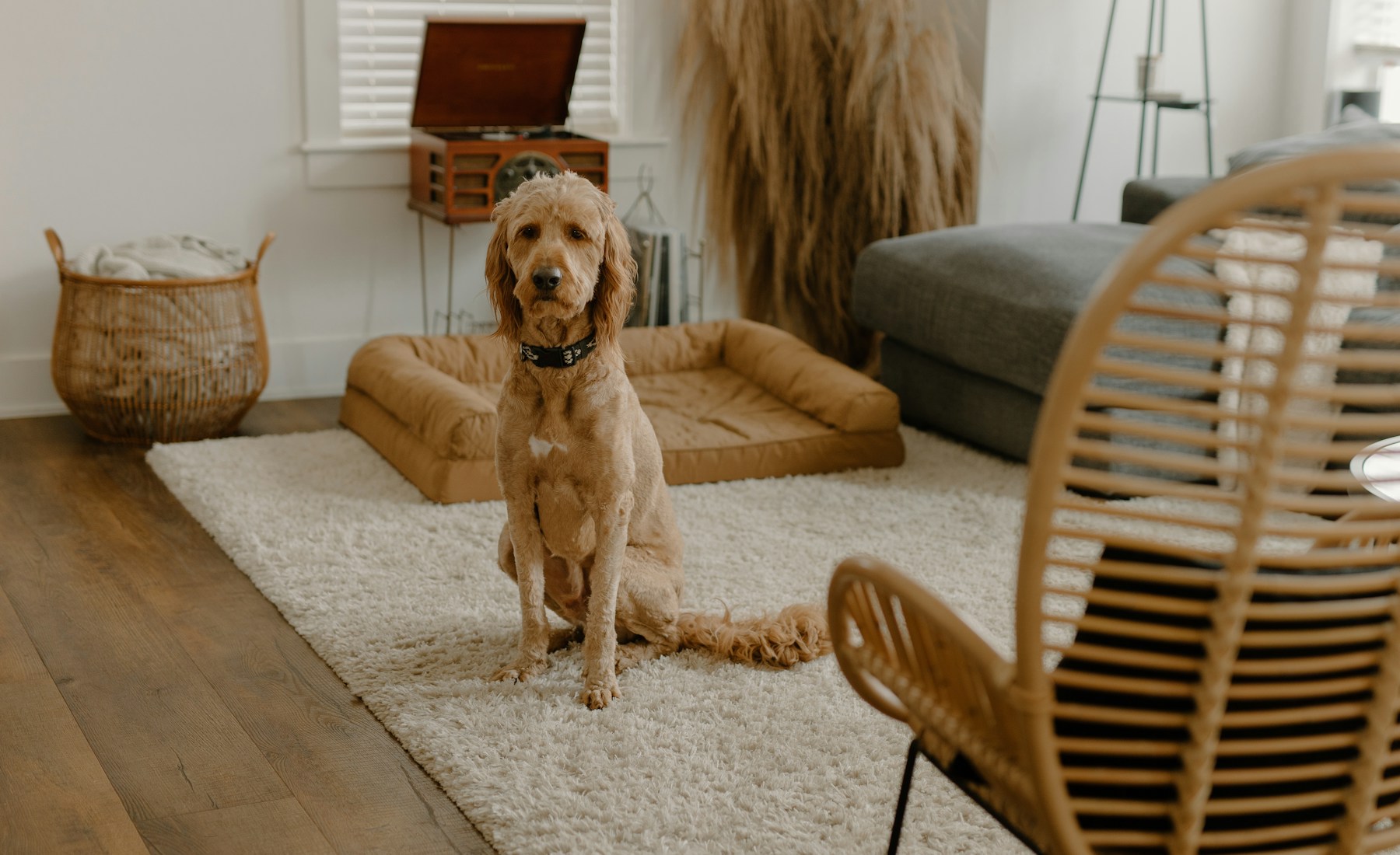 犬のクレートトレーニングで失敗しやすい時、見直す順番。のメイン画像