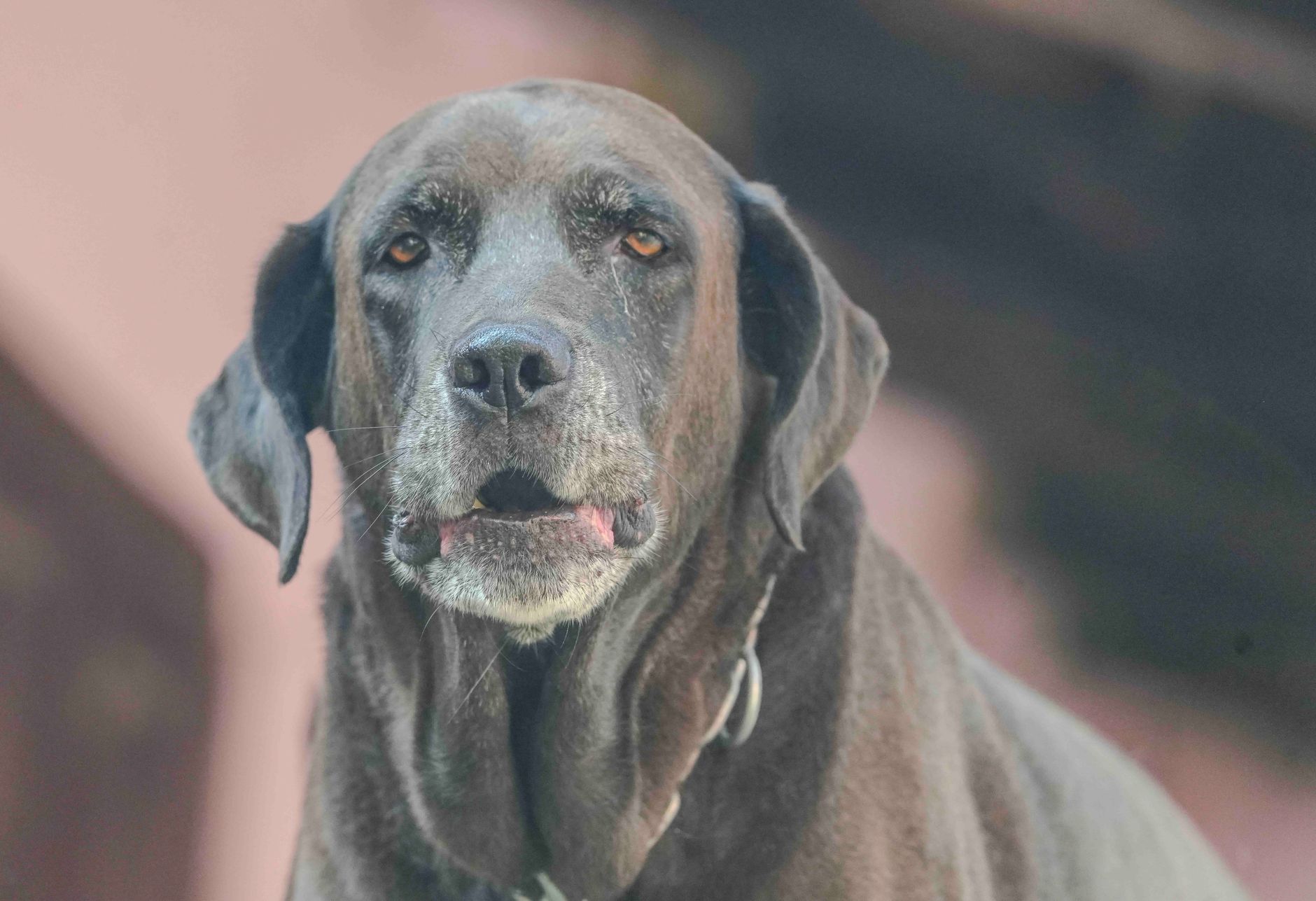 老犬が水をよく飲む時の相談目安。のメイン画像