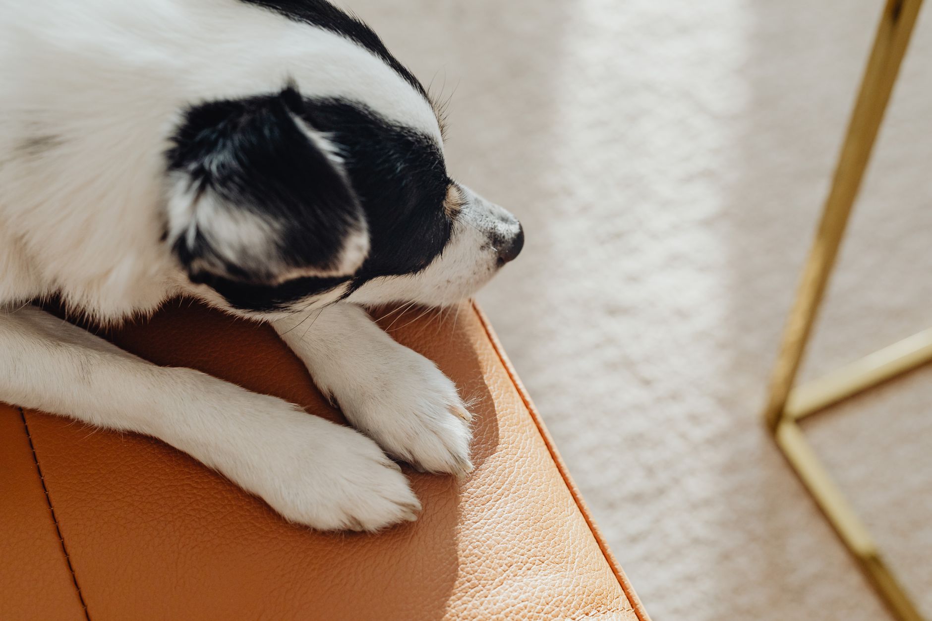 子犬の夜泣きで最初に整えること。のメイン画像