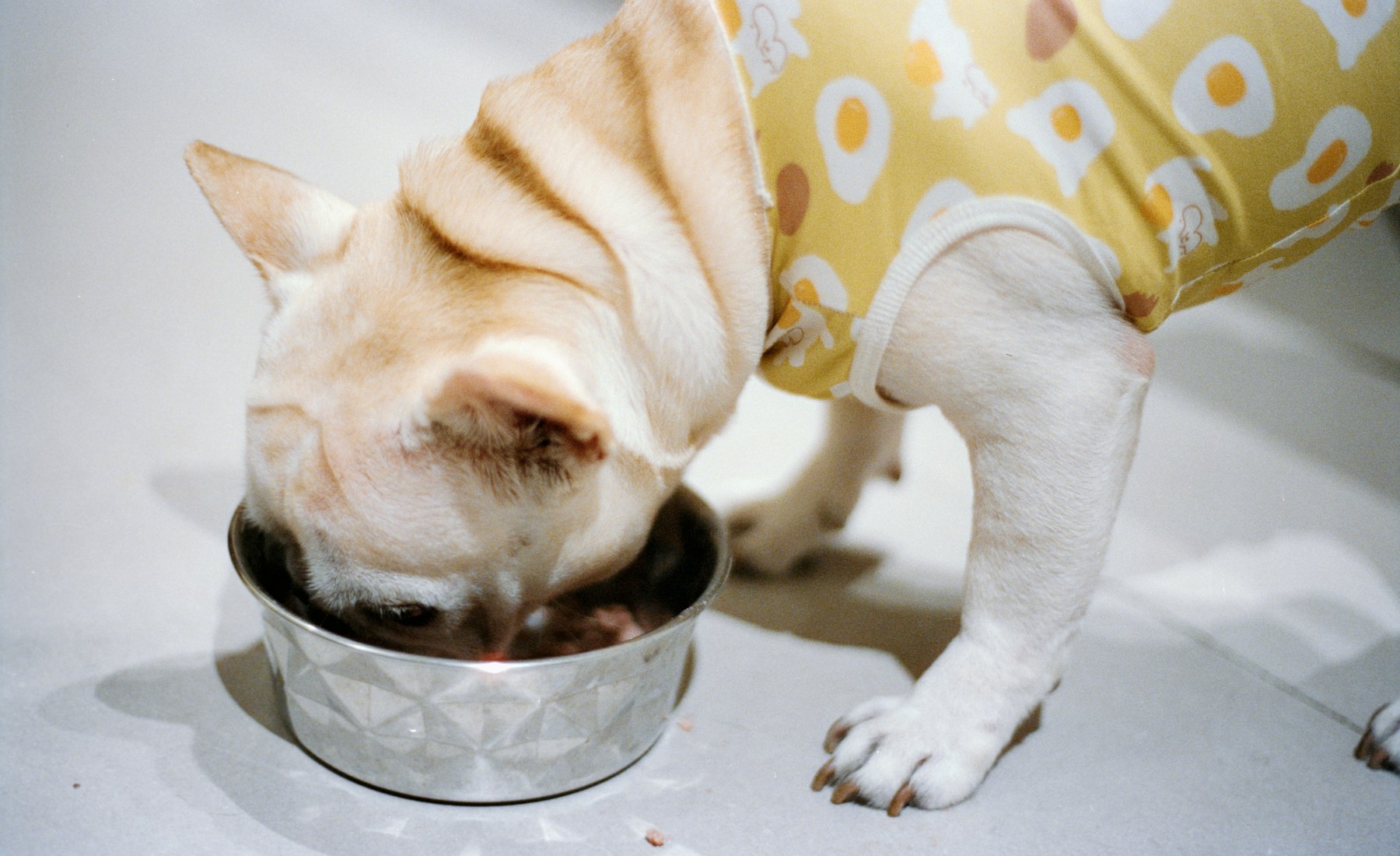 犬のダイエットを始める前に決めること。のメイン画像