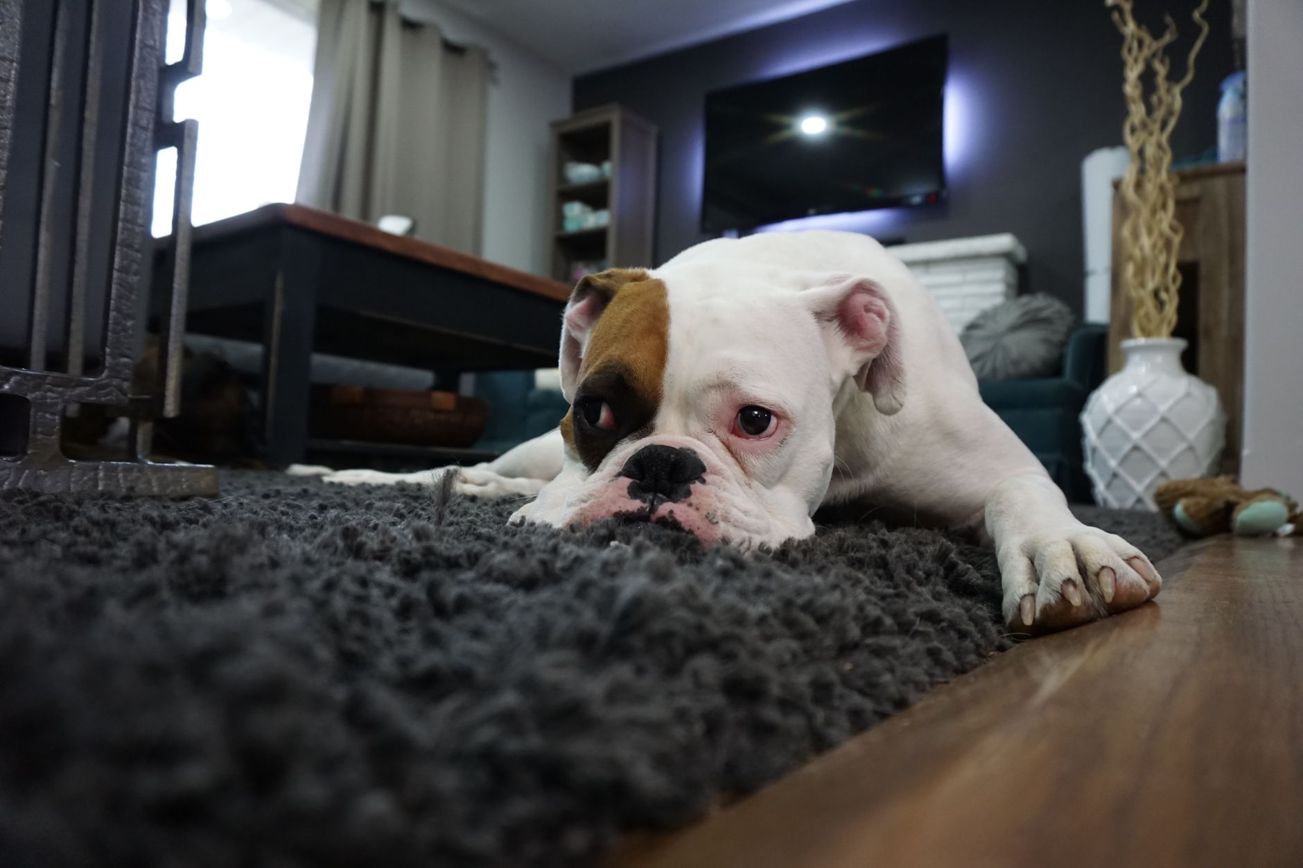 子犬のシャンプーはいつから？初回前の確認。のメイン画像