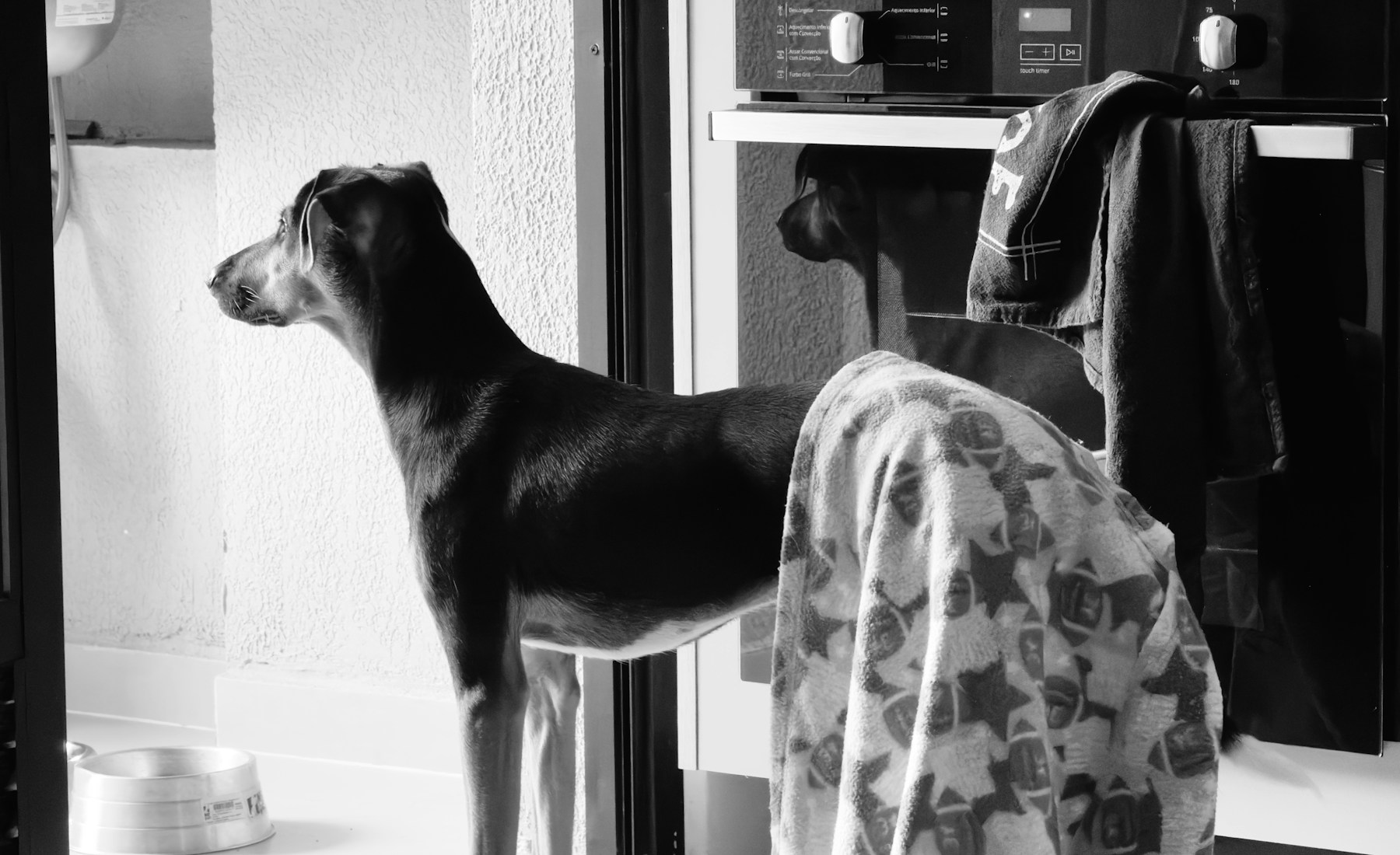 犬のご飯の回数は、年齢と食べ方で見直す。のメイン画像