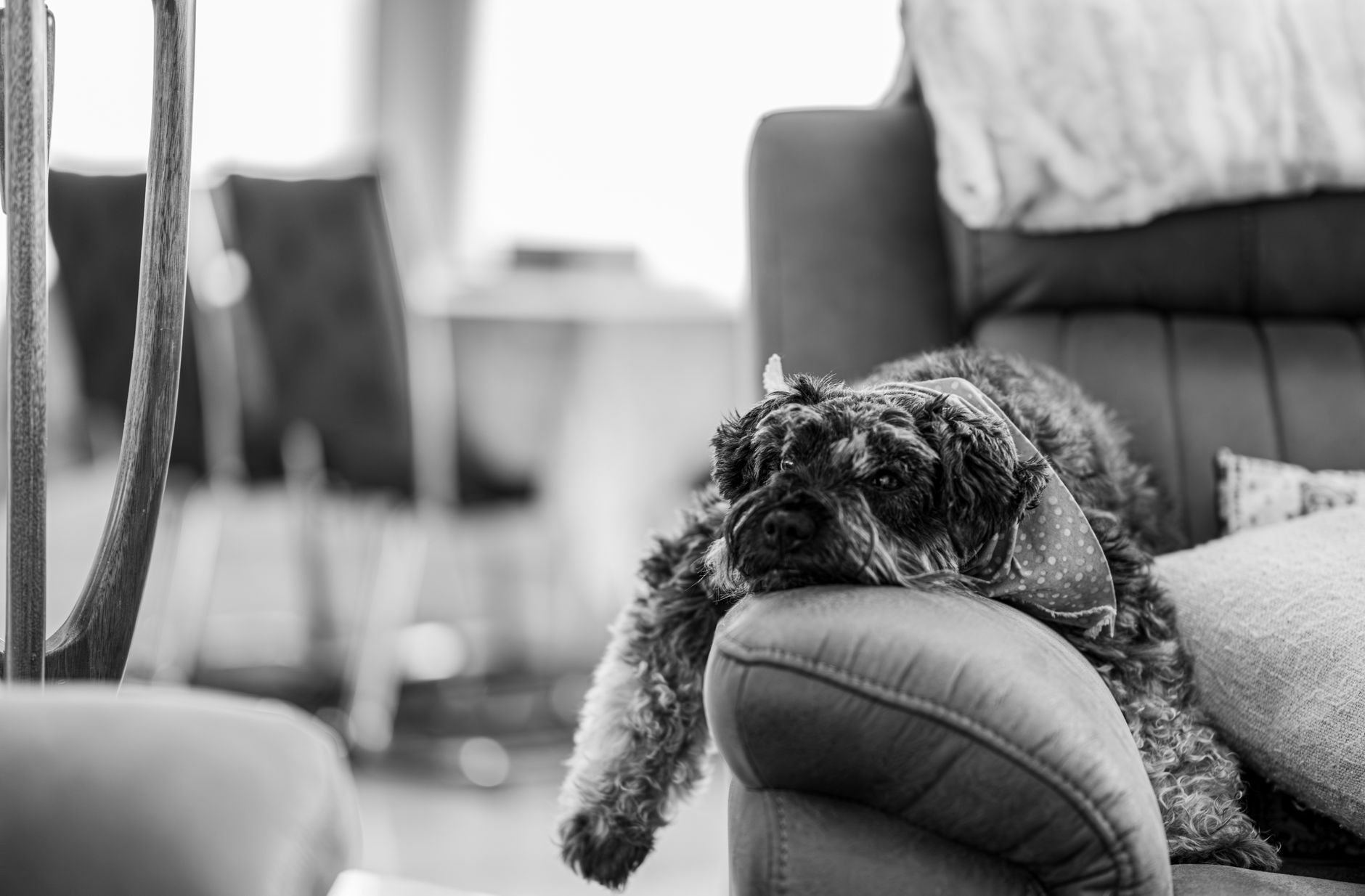 犬のハアハアが止まらない時の見方。のメイン画像